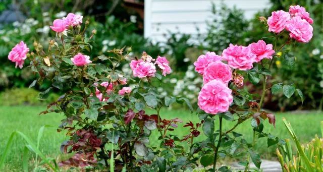 干货分享种植小技巧,混合花境设计与种植建议