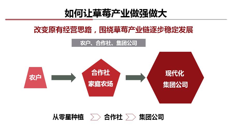 现在种草莓到过年来得及吗,种草莓有前途吗