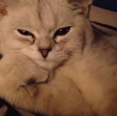 猫癣最全的药物治疗方法,如何快速的治愈猫癣