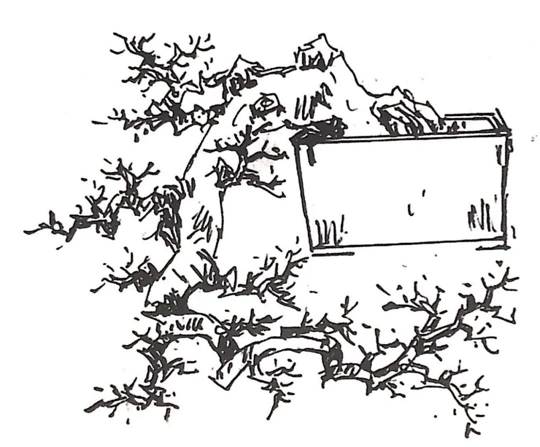 小榆树盆景设计100种形态,榆树盆景用的榆树是什么品种