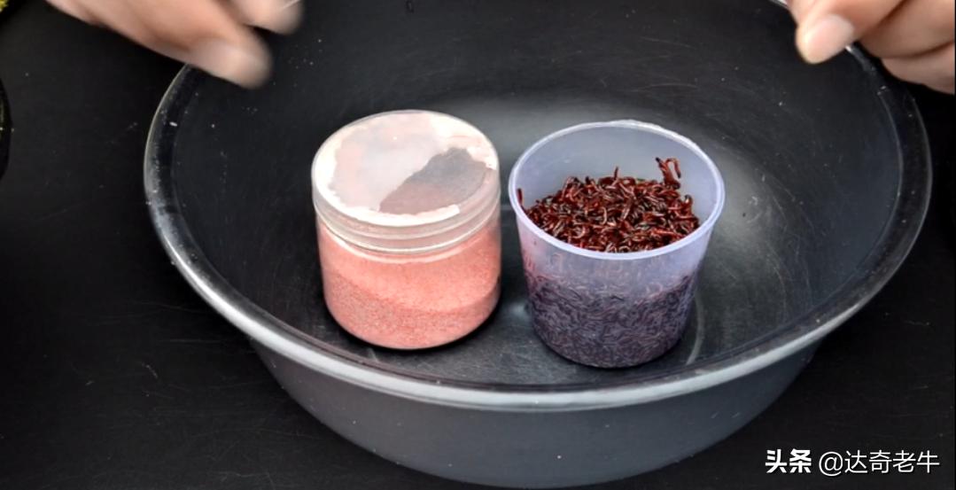 简单的红虫上饵,红虫伴侣怎样开饵