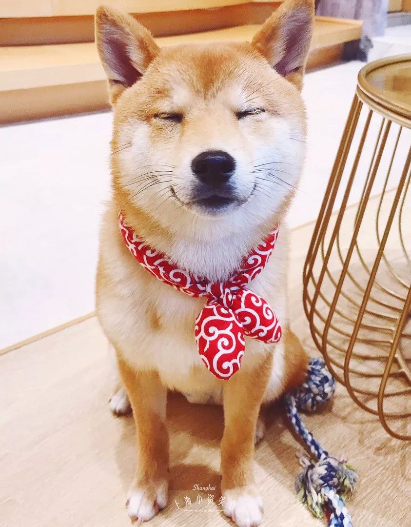 2019宠物排名,2022宠物排行榜