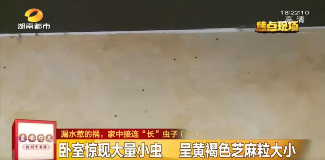 长沙女子一觉醒来，枕头边有虫仔细一看家里全是！很多人家里可能也有专家：建议这些东西都烧掉