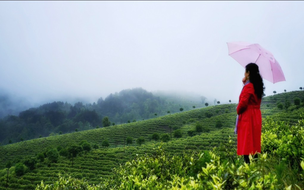 江西靖安最好的茶园,靖安高山白茶茶园
