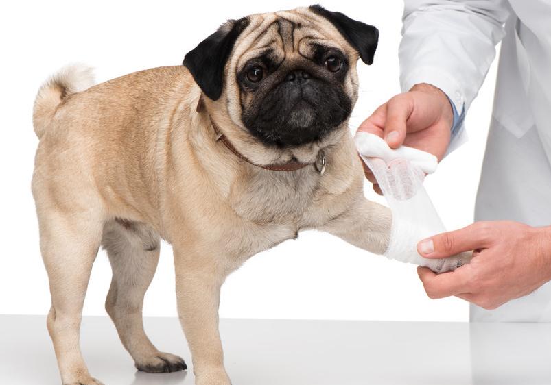 狗狗舔伤口有什么危害,为什么狗狗不能舔伤口