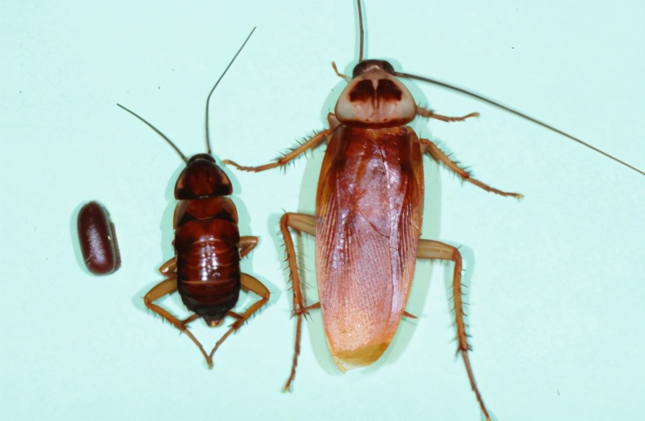 南方的蟑螂还是北方蟑螂厉害,南方蟑螂和北方小强哪个厉害