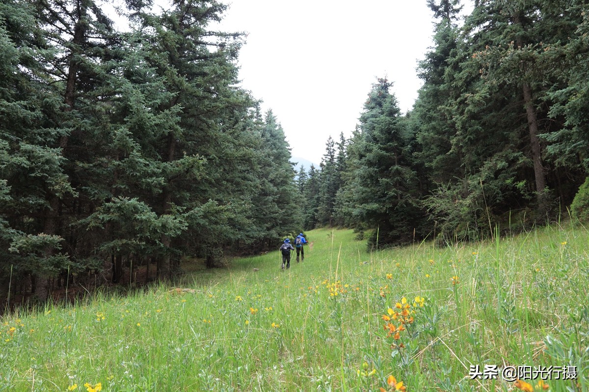 静谧森林和沙漠交界处,静谧森林红色石头