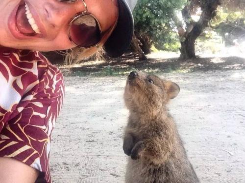 蜡笔小新中的阿呆短尾矮袋鼠,被誉为世界最开心动物短尾矮袋鼠