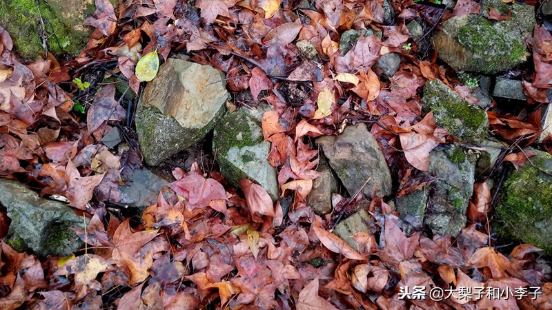 moto照相,moto拍照效果