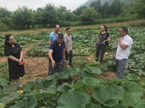 南瓜怎样种植才能使南瓜结得多,南瓜干种南瓜不搭架也能结瓜吗