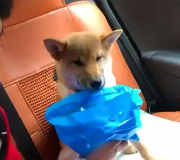 狗狗晕车吐了主人看到也吐了,狗狗晕车呕吐怎么办最有效方法