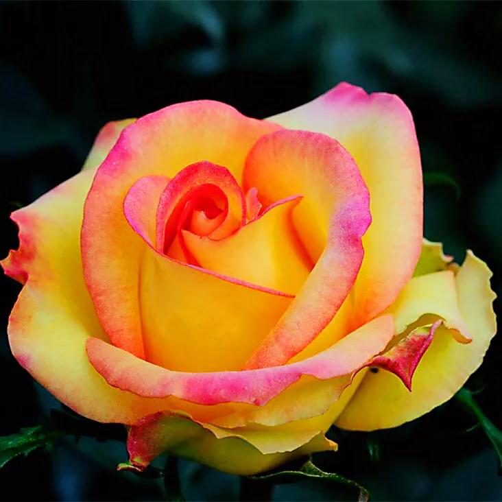 和平月季的价格,和平月季优缺点