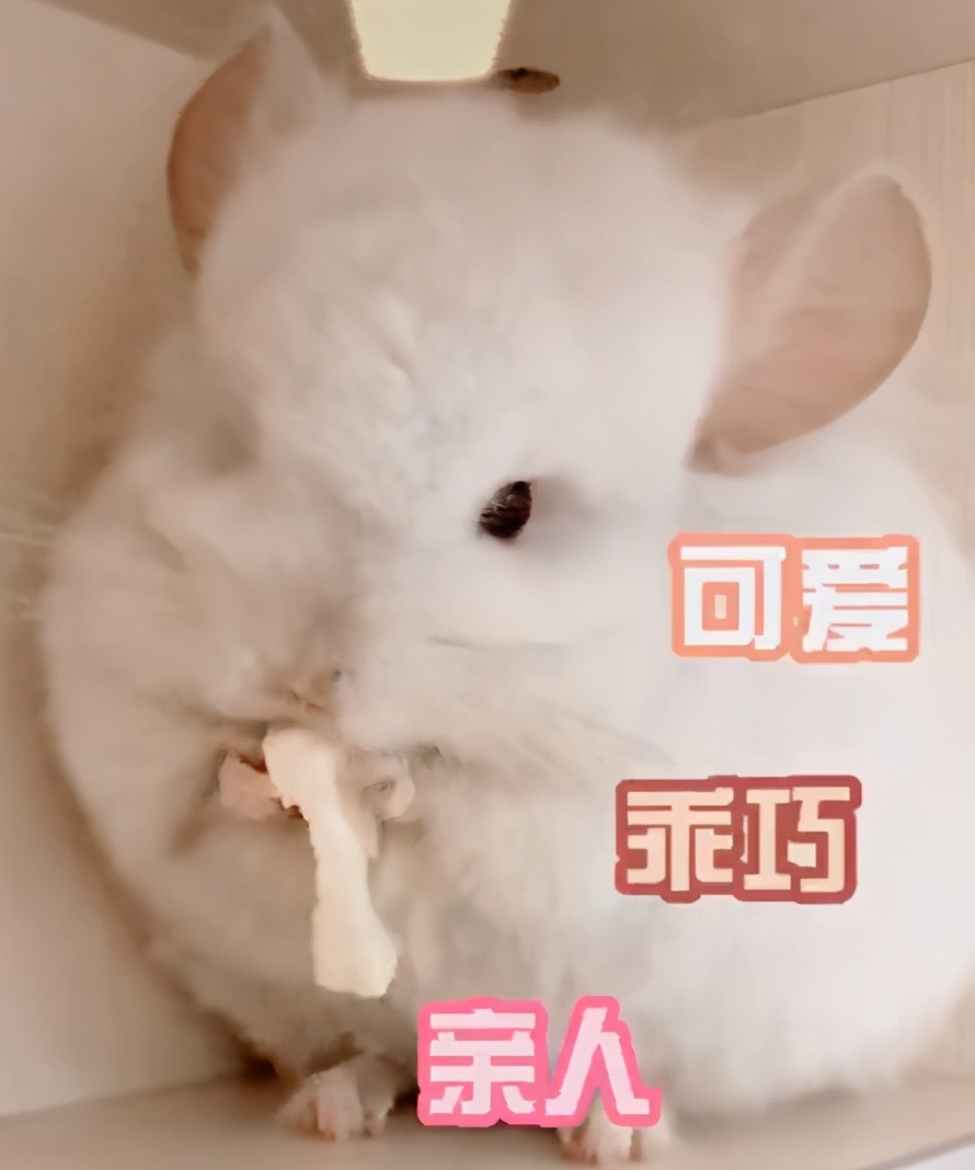 宫崎骏龙猫抱着小龙猫 (有一种可爱叫宫崎骏眼里的龙猫)