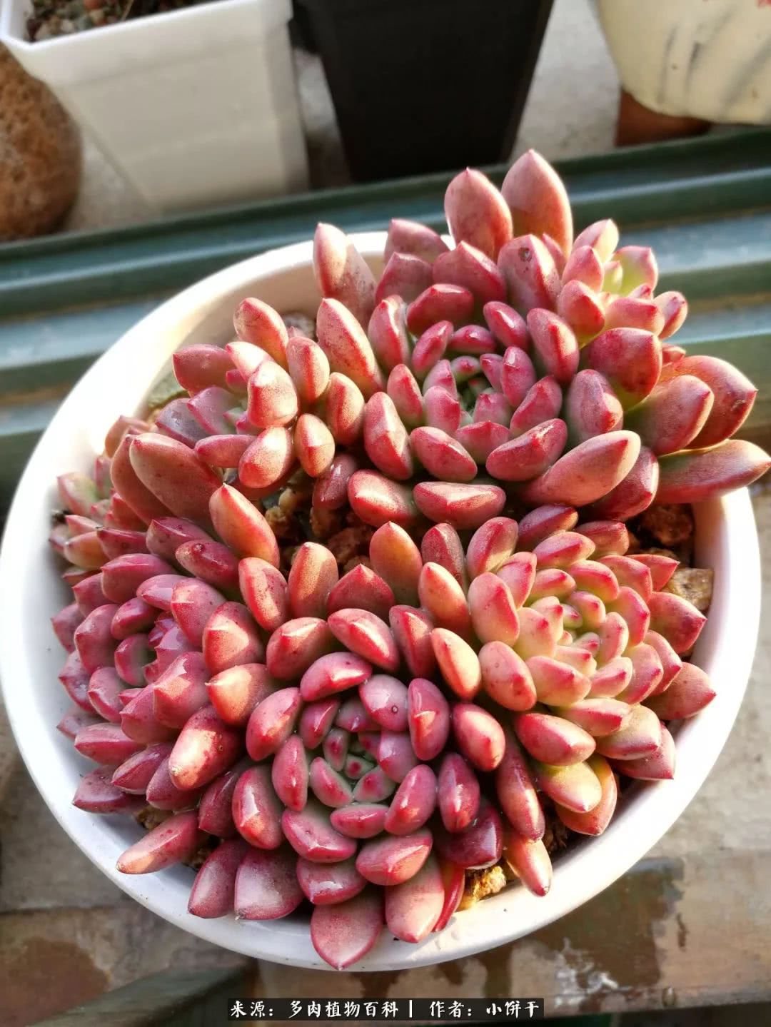 无肉不欢的肉瘾少女，日日沉迷于美色无法自拔！