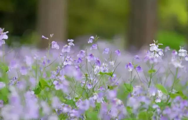 天气早晚秋寒明显双休日气温回升,本周以晴好天气为主怎么说