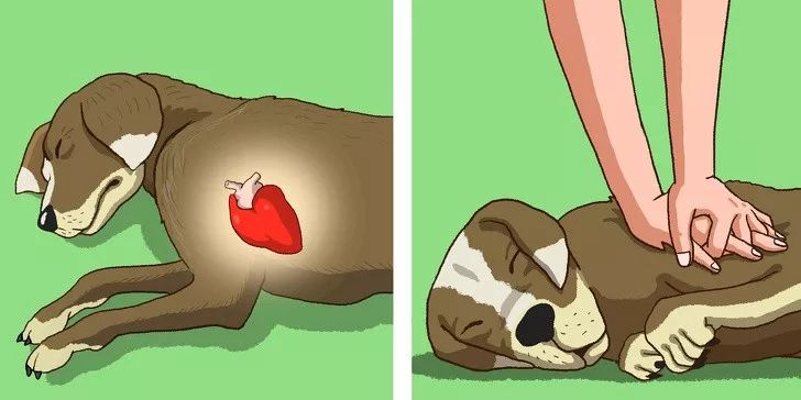 狗狗突然抽搐倒地怎么办,狗狗玩耍时受伤情绪低落