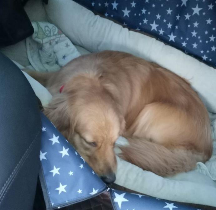 狗狗长途坐车要禁食多久,想带狗狗出远门怎么带