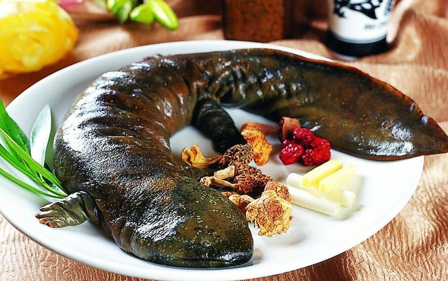 从保护动物到人工养殖，成为美食！鼎湖的绿水青山锻造千万商机