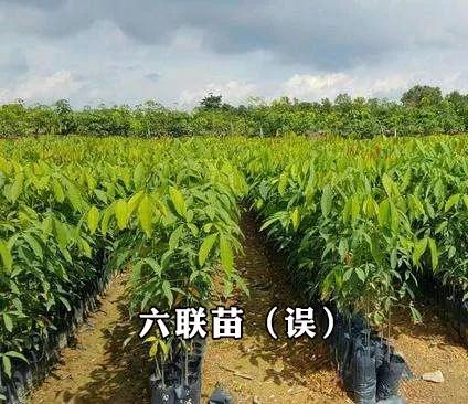 猫加强和猫三联一样吗,猫大狸花猫