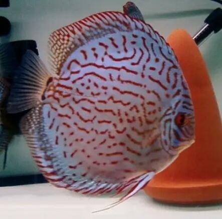 观赏鱼身上有水珠气泡是怎么回事,鱼缸间断打氧