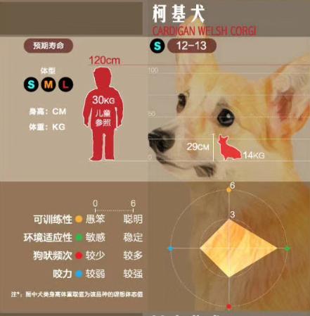 狗狗大讲堂,狗狗们上课去学校