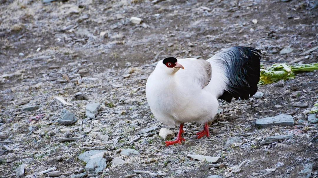 去四川稻城亚丁旅游攻略图解大全,去稻城游玩攻略