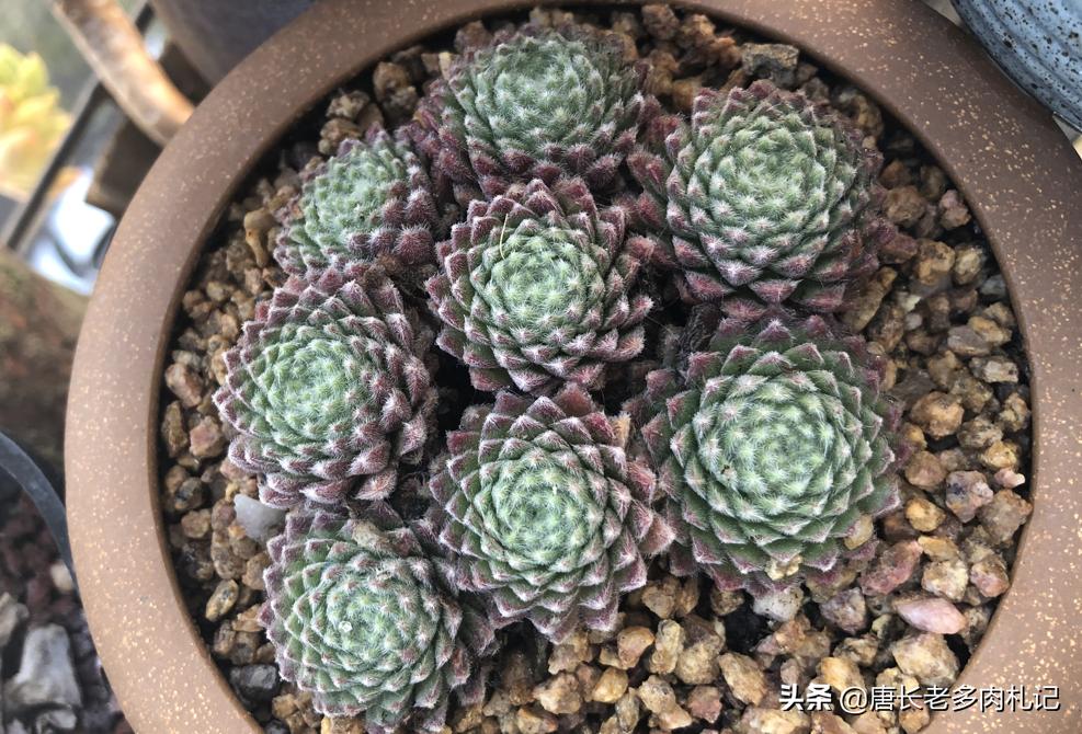 观音莲等长生草多肉开花会死，施肥也没有用，只能这样处理才行