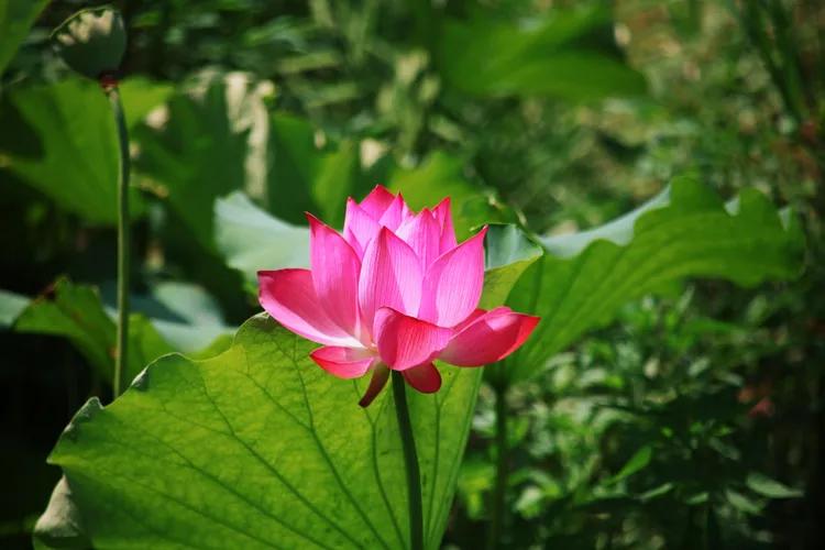 单反快速入门索尼,单反自动挡是哪个