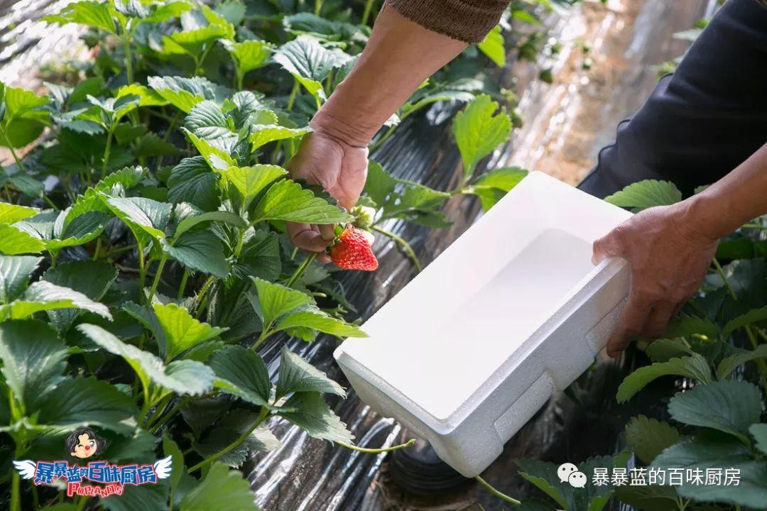 丹东特大久久红草莓,丹东九九大草莓是引进的吗