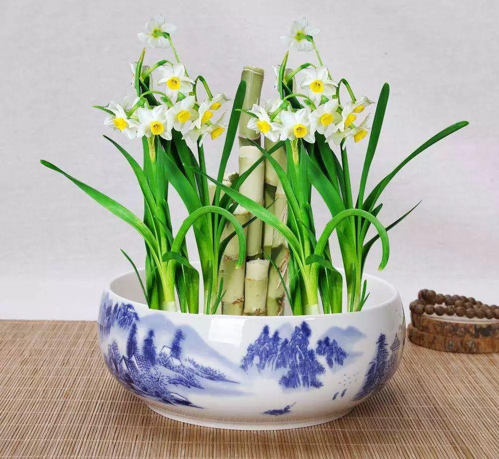 看过才明白为什么牡丹是国花,为什么有人说中国国花是牡丹