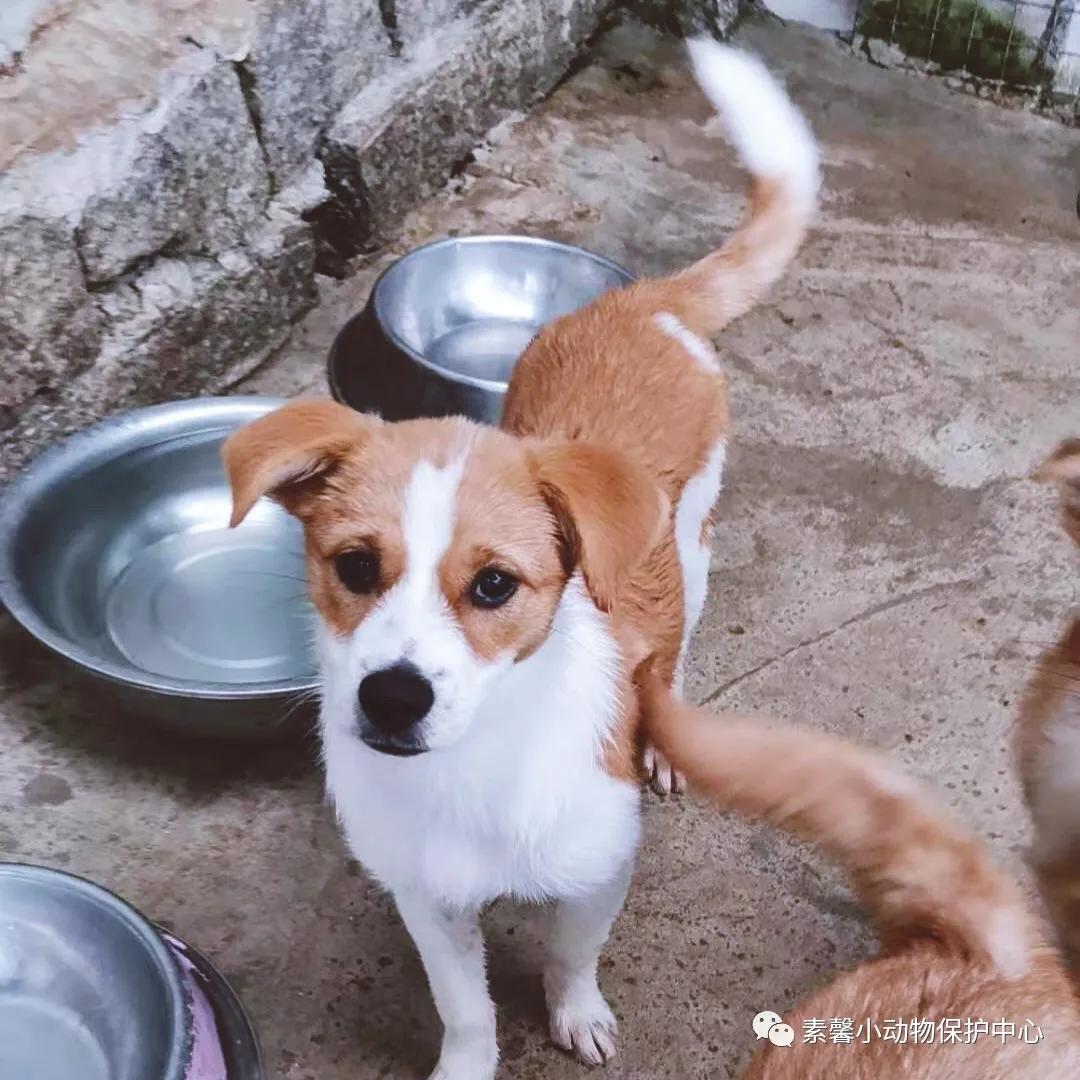 领养代替购买|2021年6月份福州线上宠物领养活动