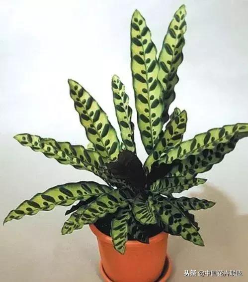 打翻了调色盘的花,打翻了调色盘的美景