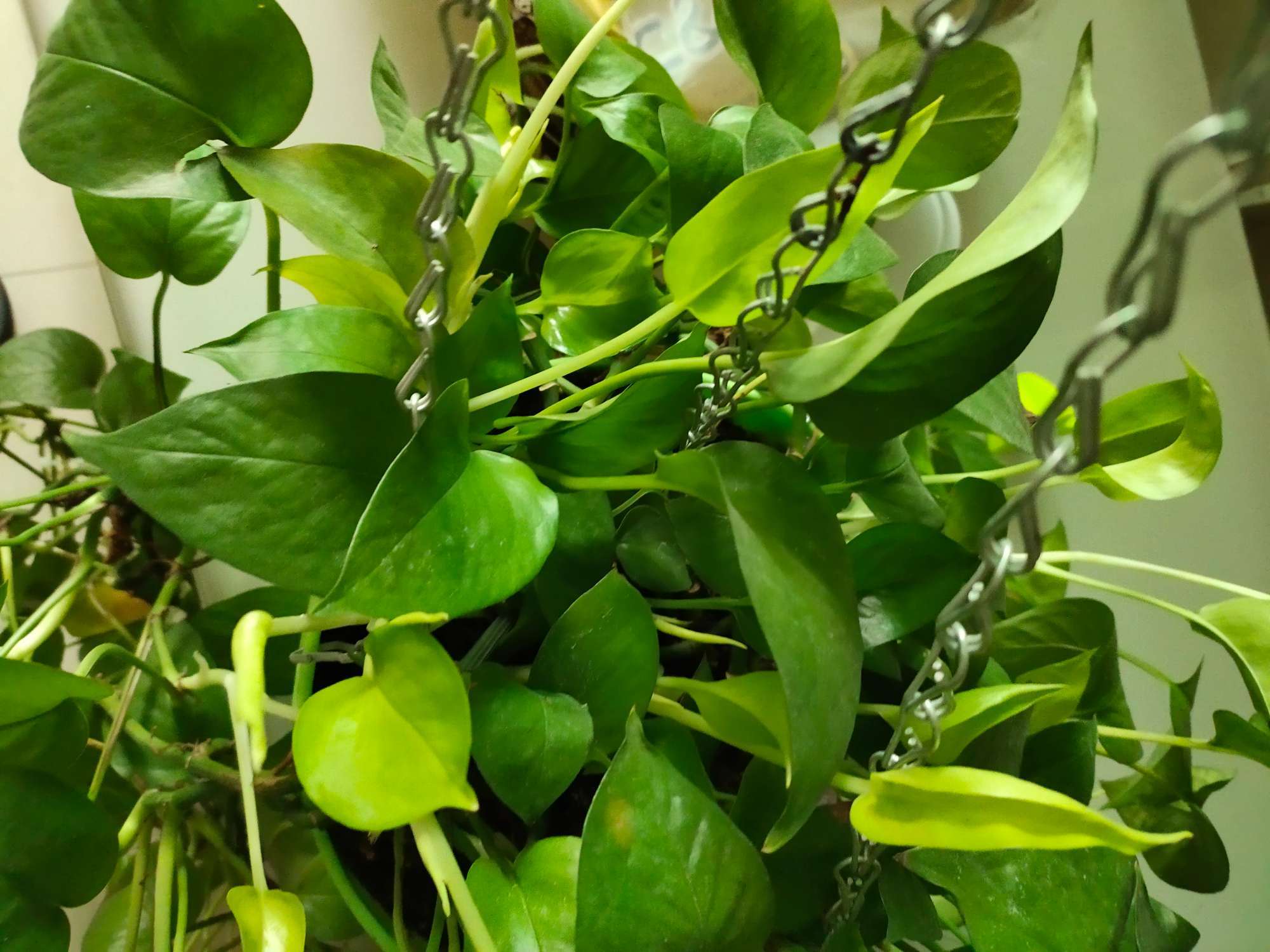 绿萝怎么养才能长得更旺盛,绿萝怎么养不出叉还枝繁叶茂