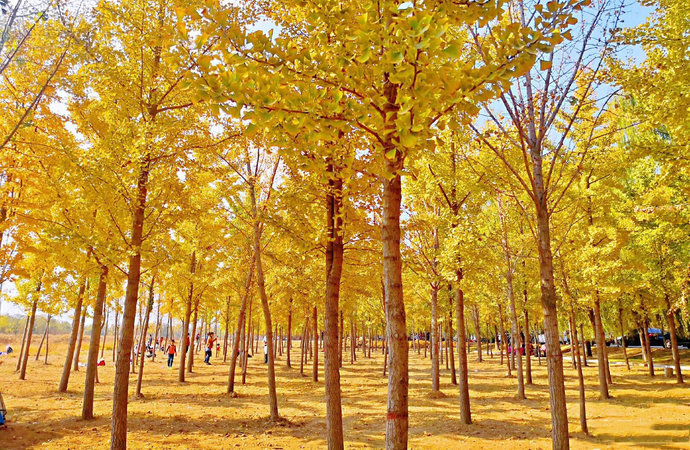 济南柳埠免费景点大全,济南南部山区免费景点自驾游攻略