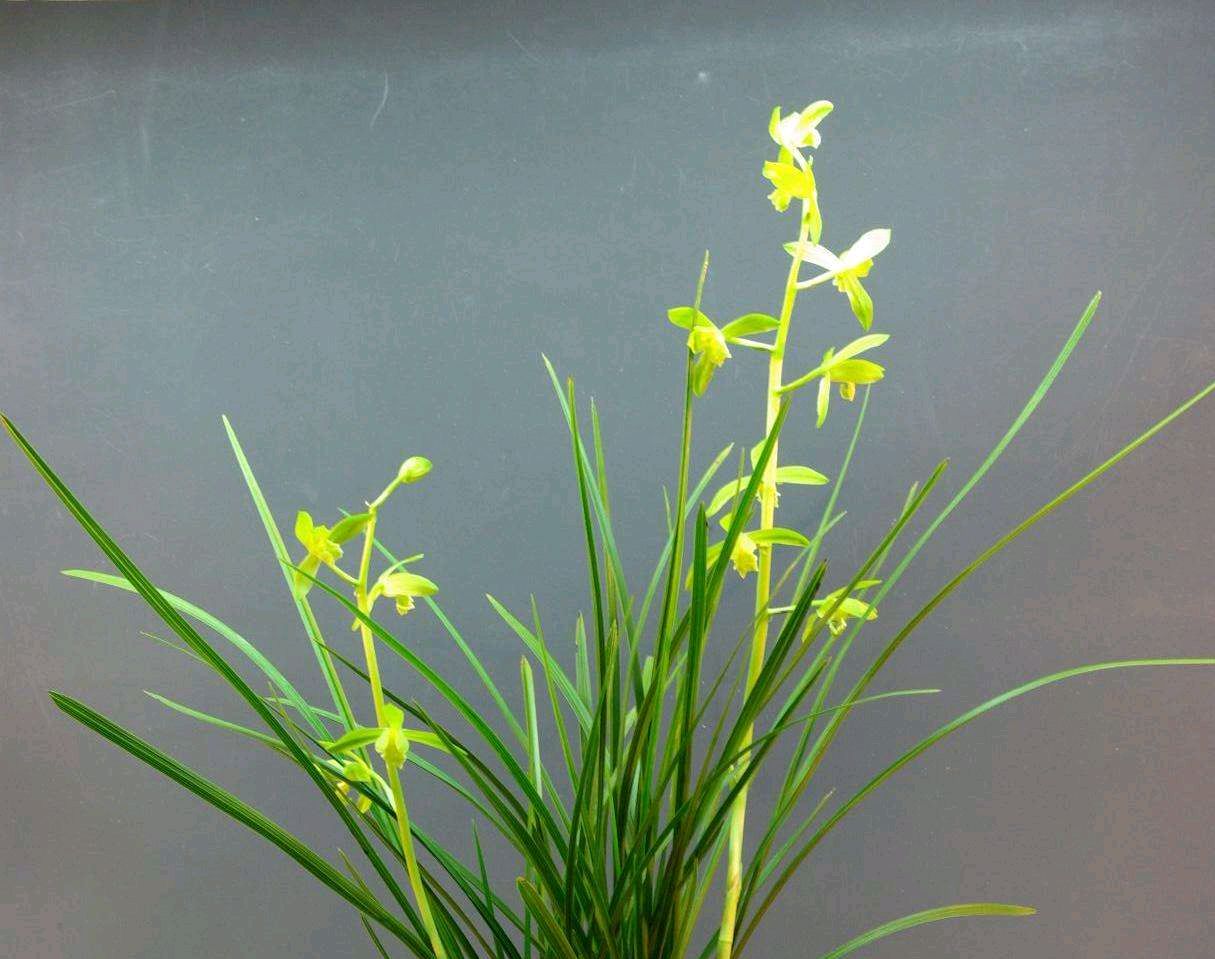 大花蕙兰冬天有花苞怎么养护开花,大花蕙兰出花苞到开花多长时间