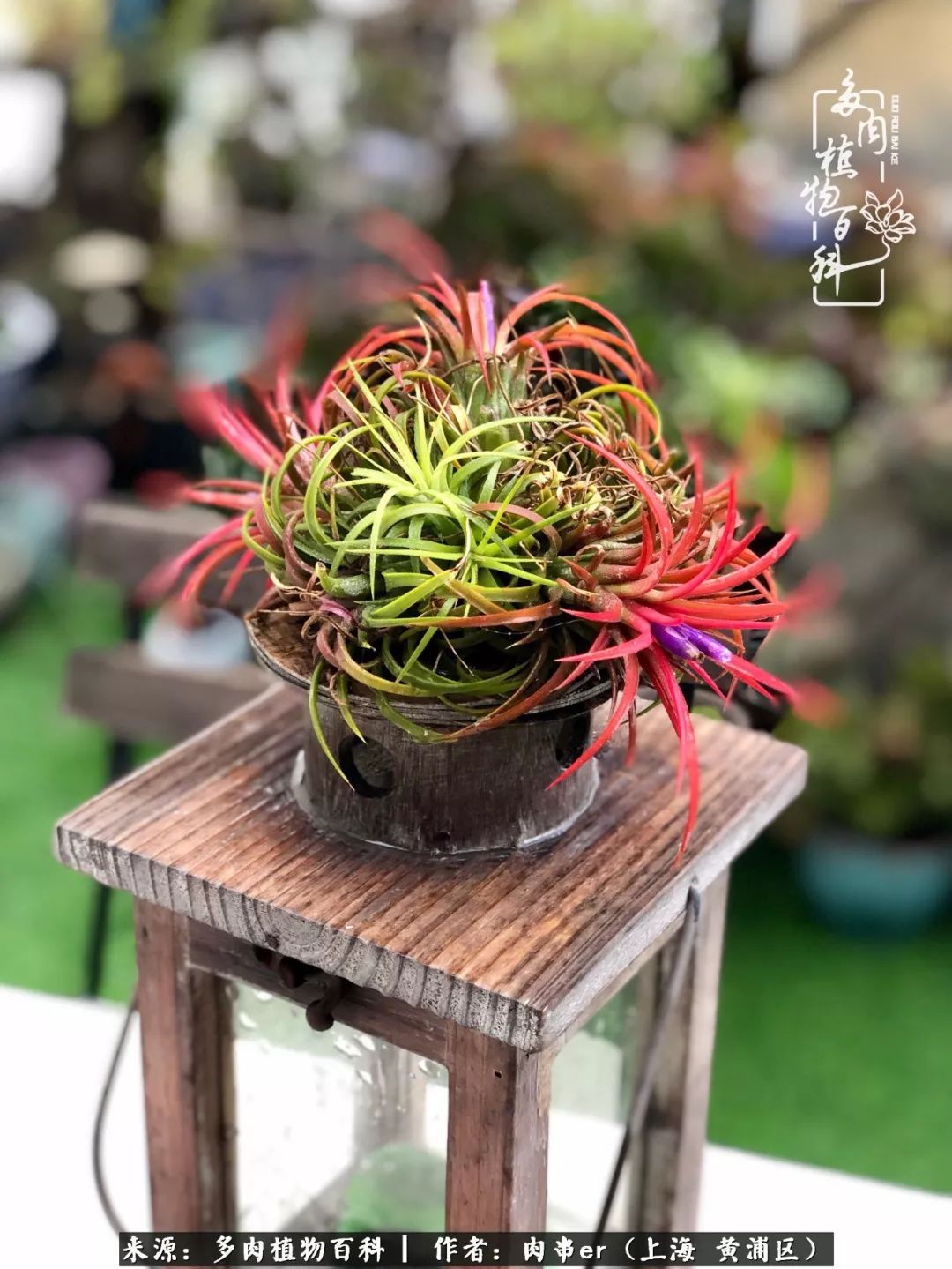 怎么用原相机拍多肉更好看,多肉怎么拍摄好看