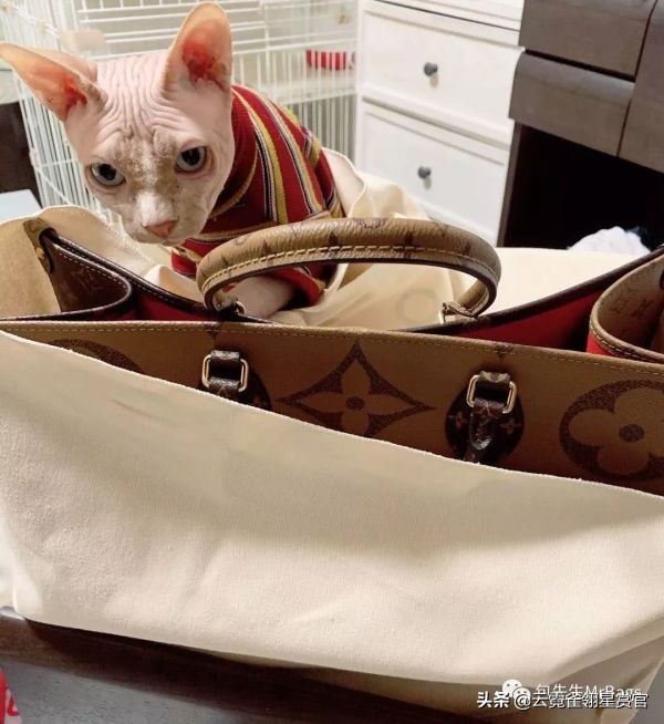 非常好看的宠物包,大家的包都带什么玩偶