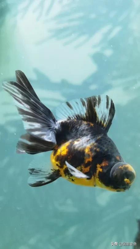 除夕“集五福”!五种福气满满的金鱼,祝您年年有余