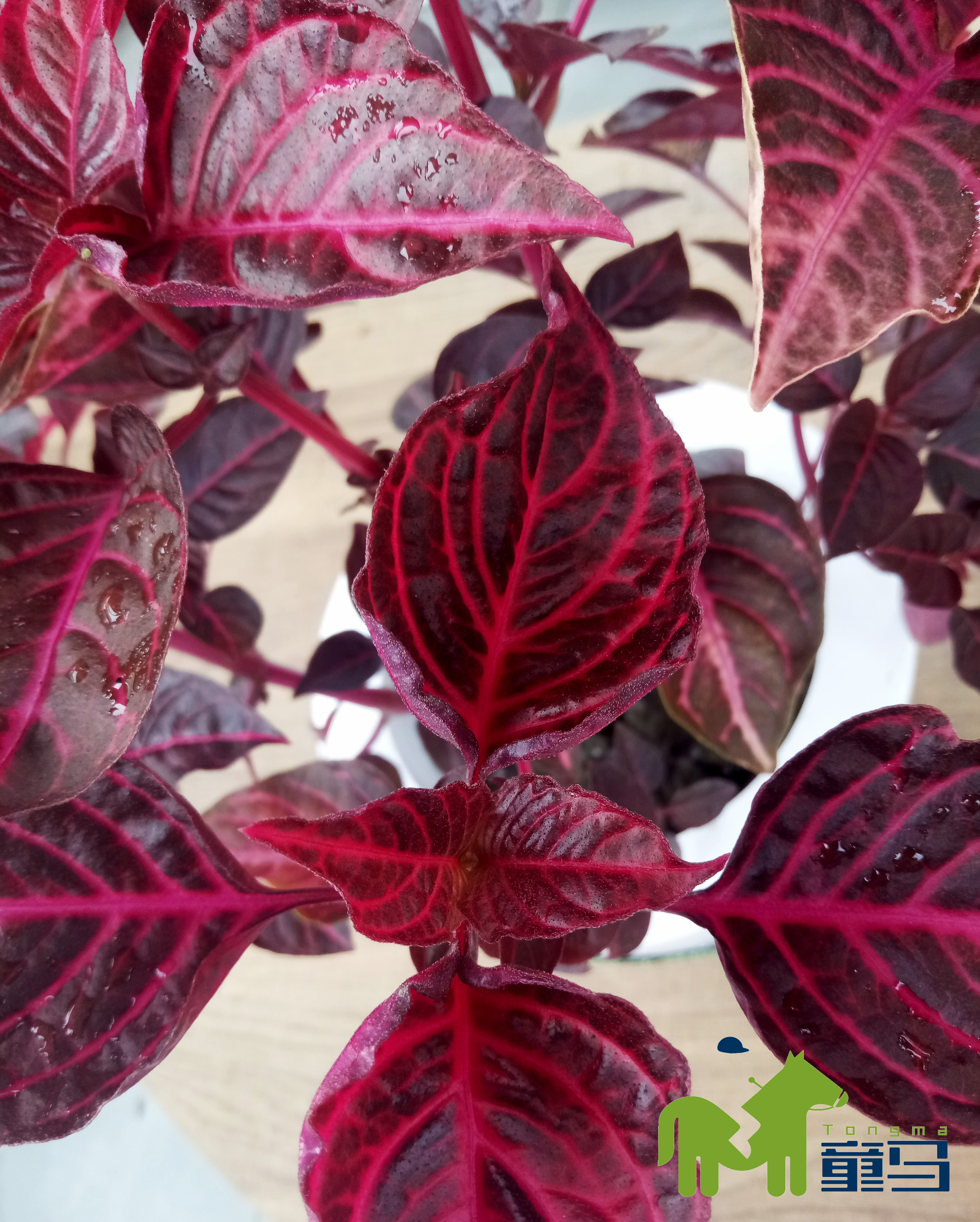 童马养殖方法和注意事项,童马植界沙漠玫瑰介绍