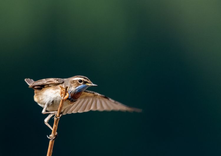 情人岛拍摄地点,情人岛航拍视频