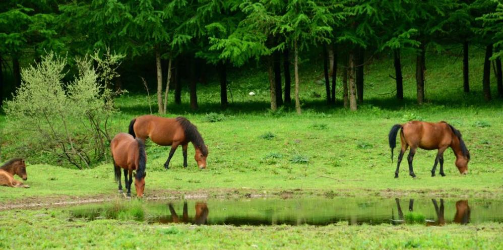 六月回忆童年,六月回忆母校