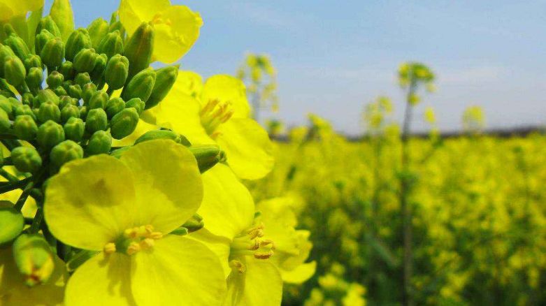 描写油菜花盛开的诗词,描写油菜花的诗词有哪些