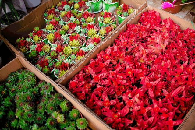 逛遍安徽各个市,安徽省马鞍山附近的大型花市