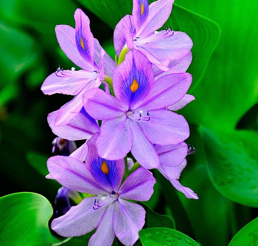 水浮莲的生长特点,凤眼莲好养吗图片