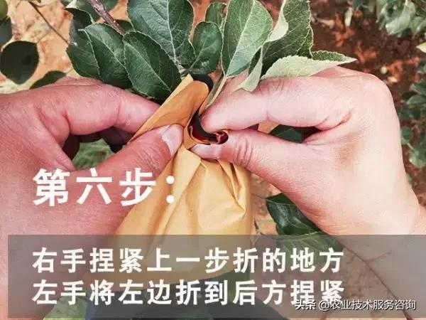苹果膜袋快速套袋法,苹果套袋视频教程大全