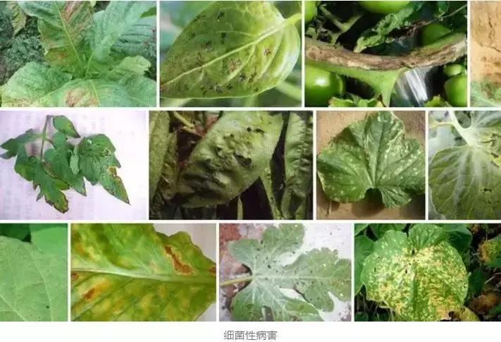 蔬菜细菌病害有哪些药,植物真菌细菌病害用什么药