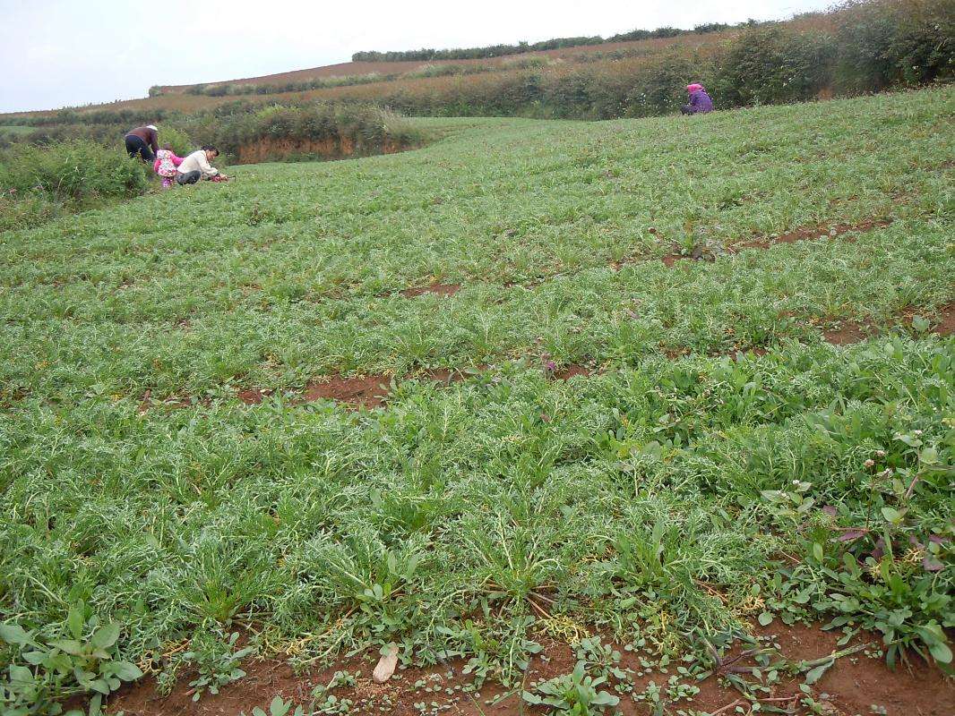 南美玛卡天然滋补,南美玛卡保健品