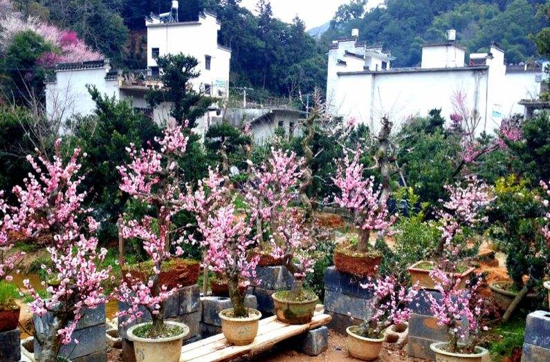 文房四宝产地歙县～盆景徽剧之乡～高山土楼梯田