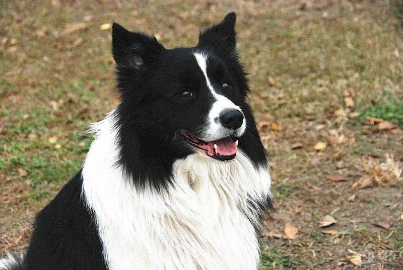 边境牧羊犬掉毛了怎么办,边境牧羊犬毛怎么打理