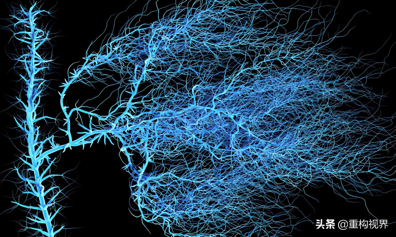 大脑是人体内最耗电的器官,一个人大脑耗电